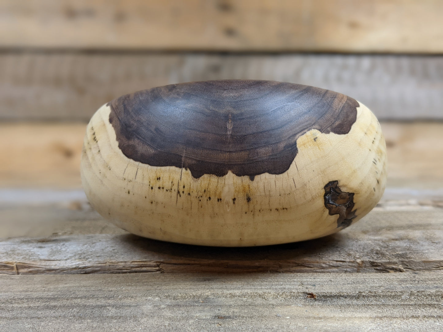 Young black walnut hollow form