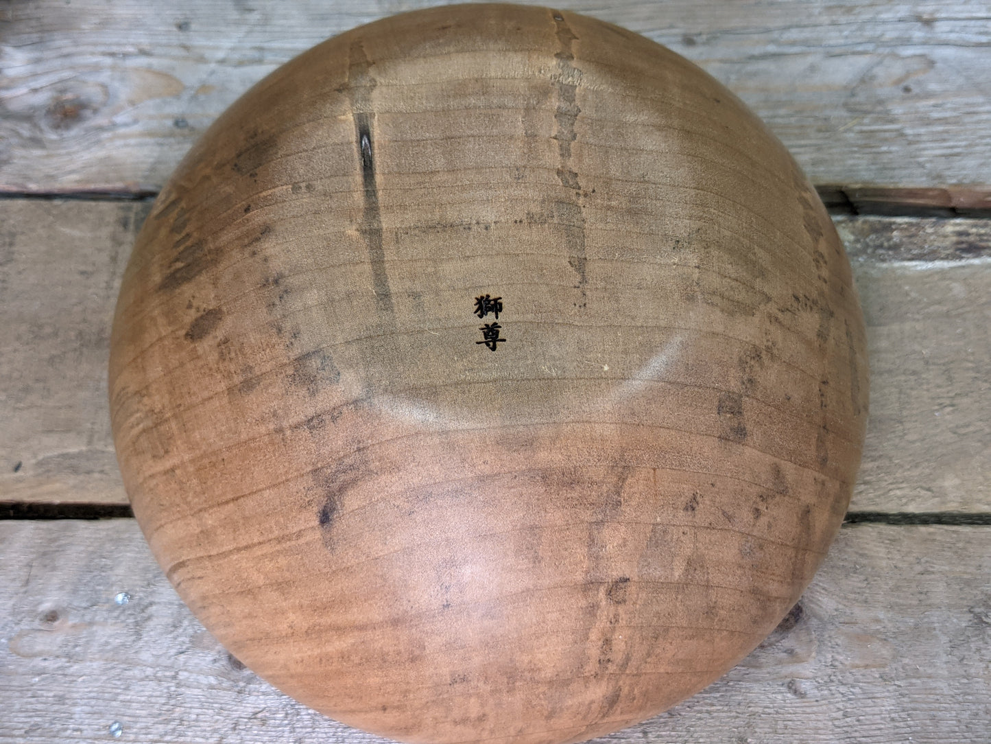 Silver maple hollow form
