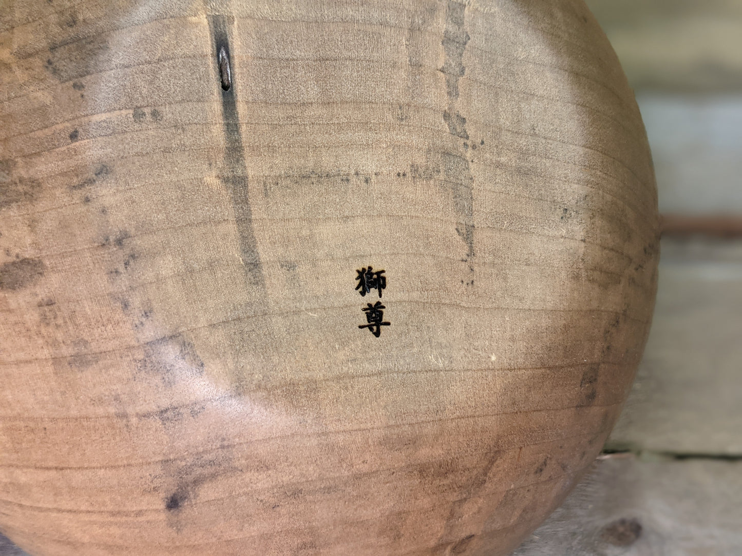 Silver maple hollow form