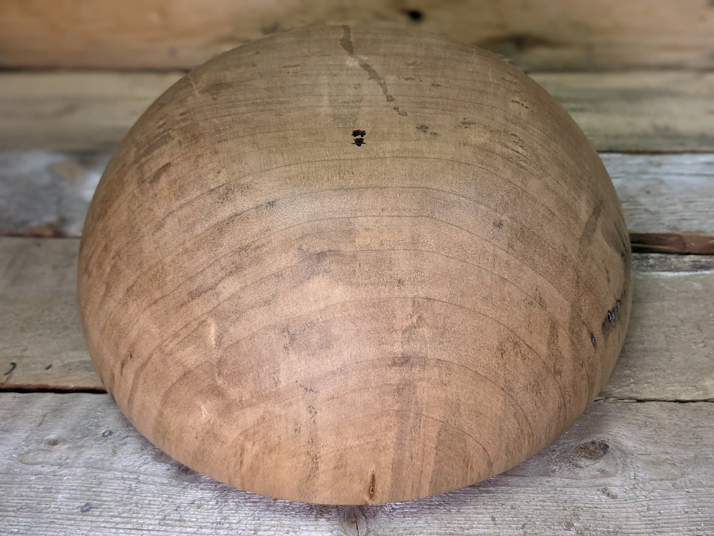 Silver maple hollow form