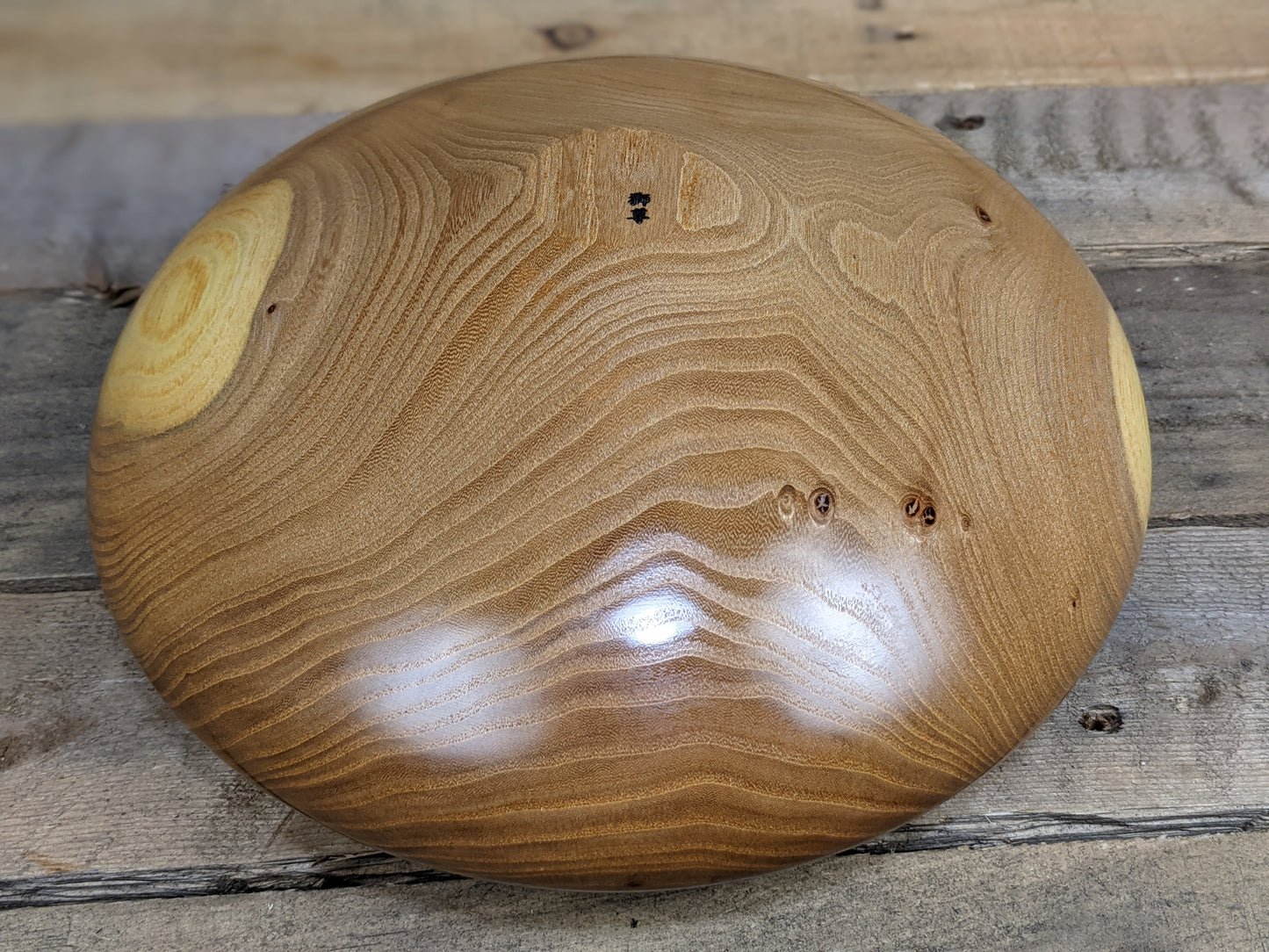 Siberian elm hollow vessel