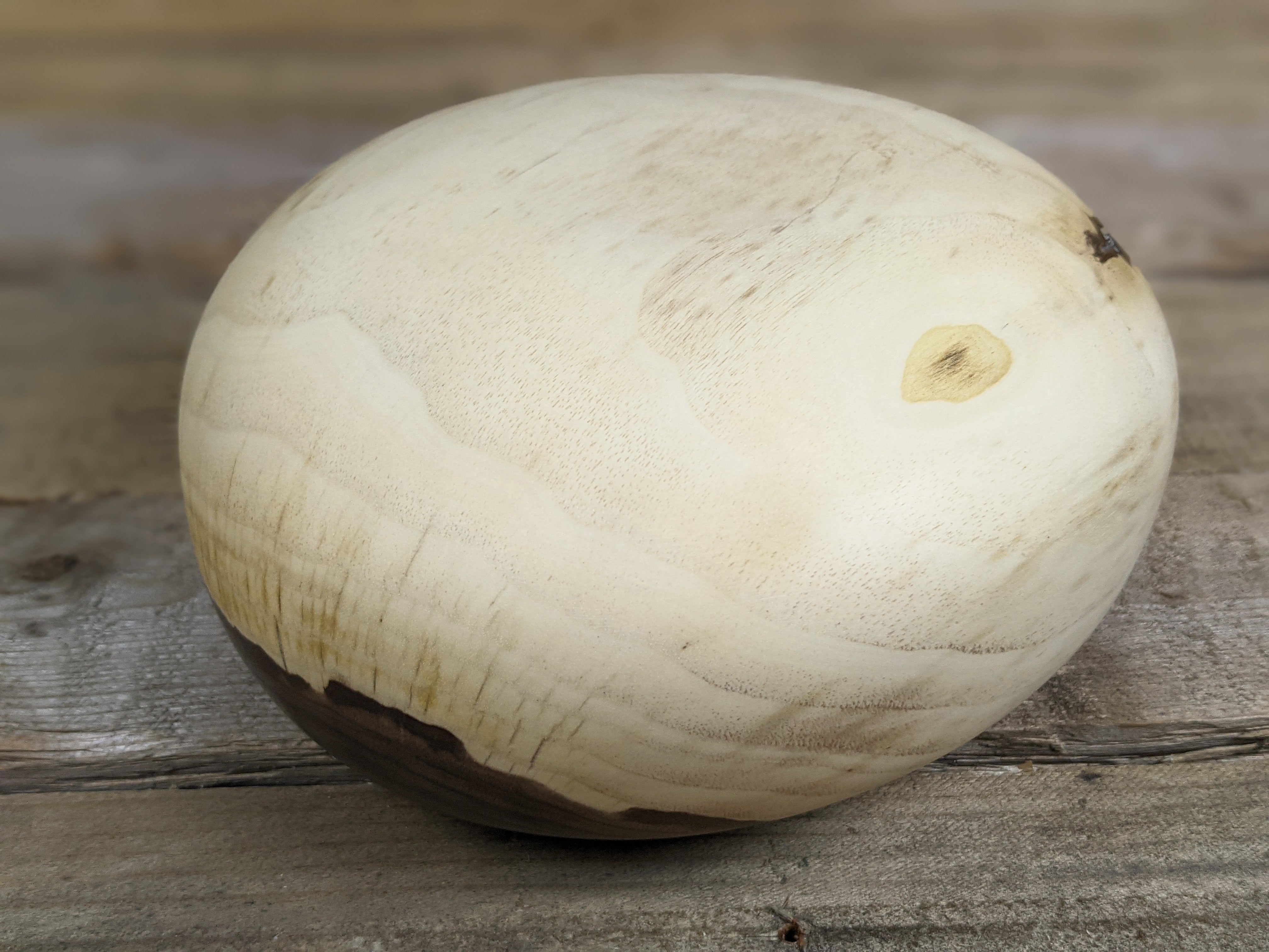 Young black walnut hollow form
